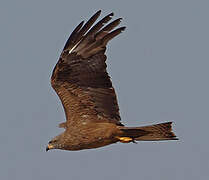 Black Kite