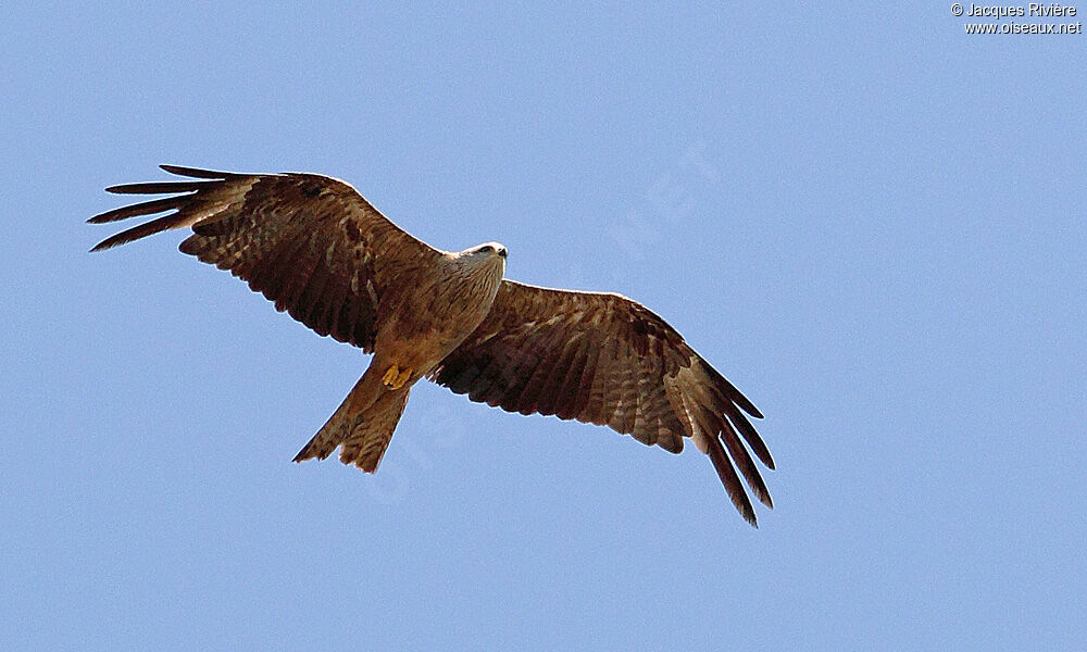 Black Kiteadult breeding, Flight