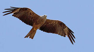 Black Kite