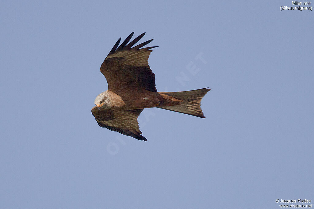 Black Kiteadult breeding, Flight