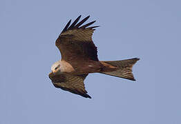 Black Kite