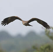 Black Kite