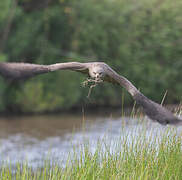 Black Kite