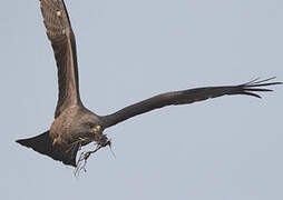 Black Kite