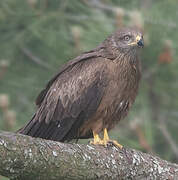 Black Kite