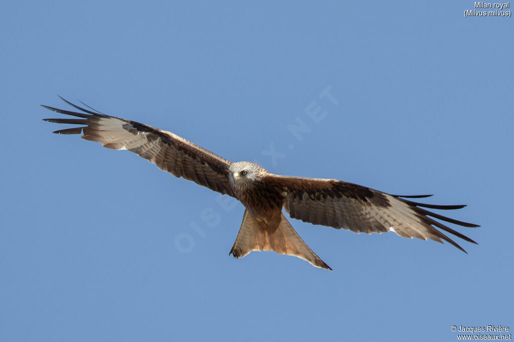 Red Kite adult, breeding, flight