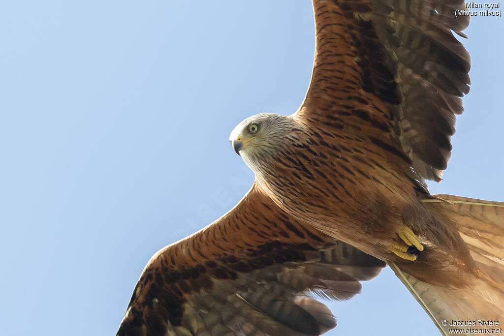 Red Kite adult, breeding, flight