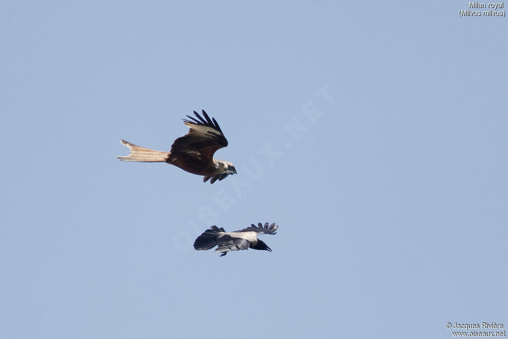 Red Kite