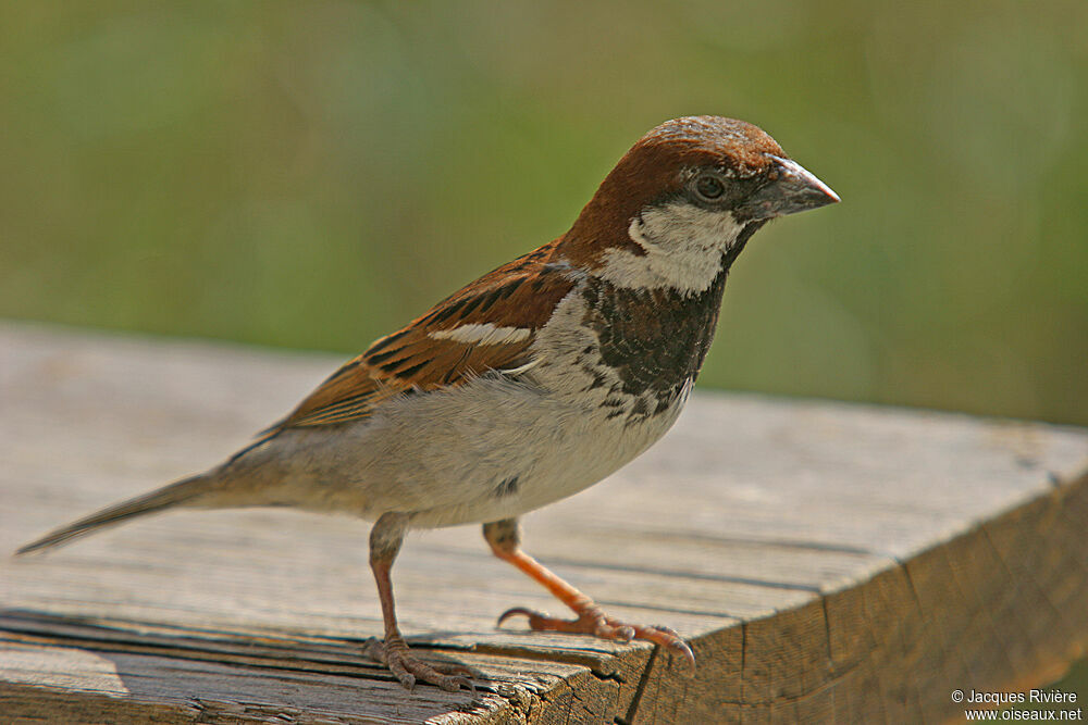 Moineau cisalpin mâle adulte nuptial