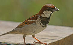 Moineau cisalpin