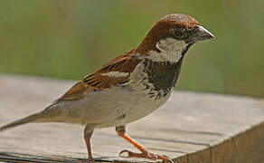 Italian Sparrow