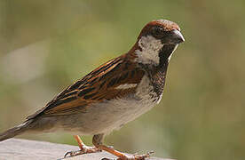 Italian Sparrow