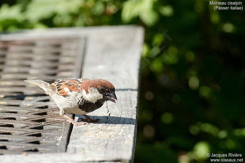 Italian Sparrow male adult breeding, identification, walking