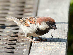 Italian Sparrow