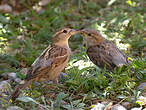 Moineau cisalpin