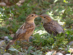 Italian Sparrow