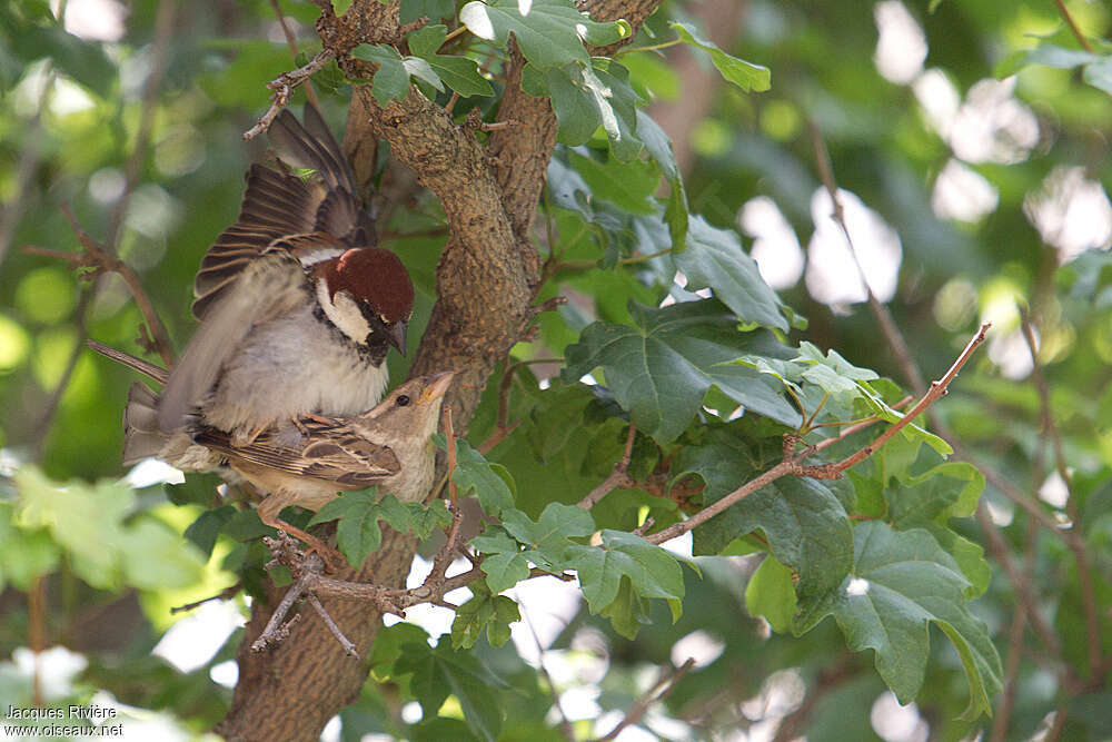 Italian Sparrowadult breeding, mating., Reproduction-nesting