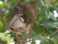 Moineau cisalpin