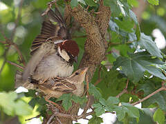 Italian Sparrow