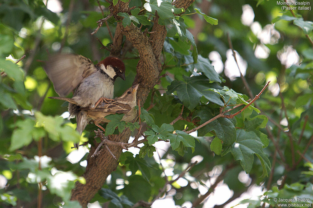 Moineau cisalpinadulte nuptial, accouplement., Nidification