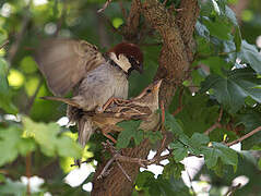 Italian Sparrow