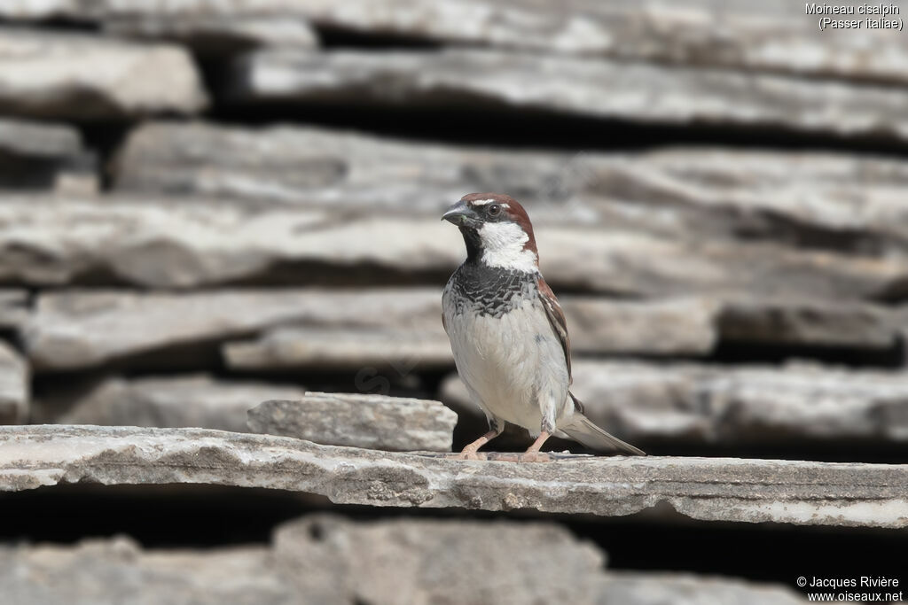Moineau cisalpin