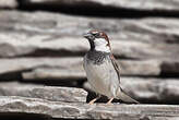 Moineau cisalpin