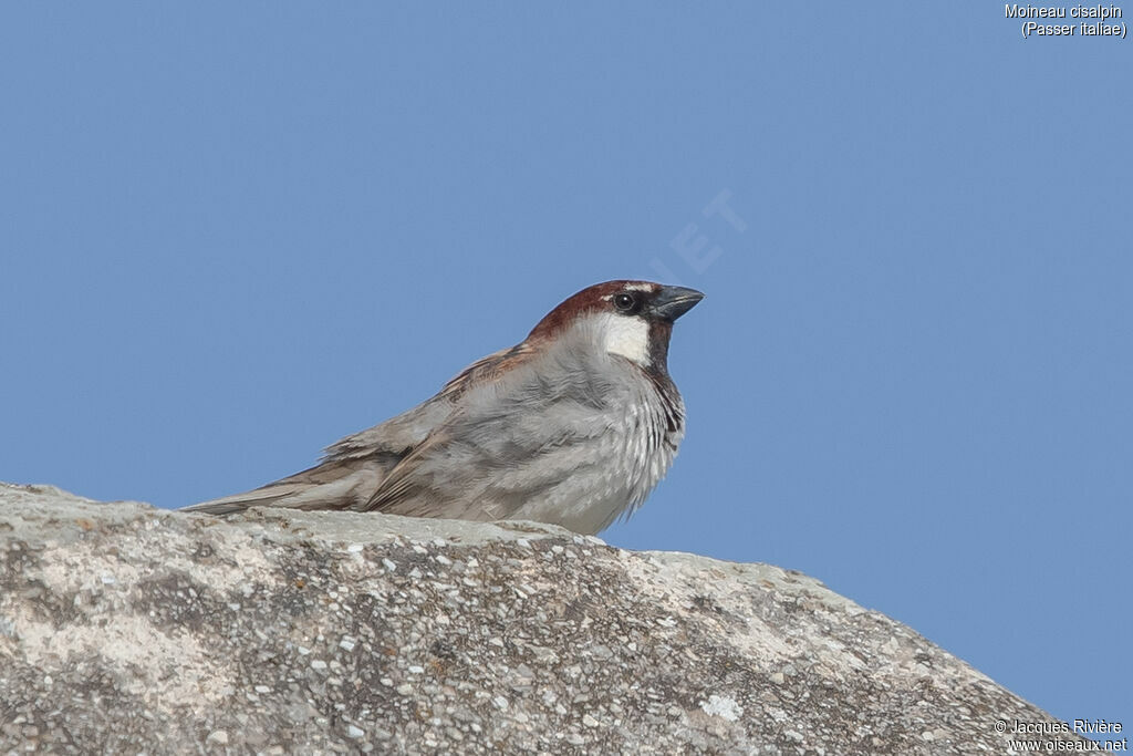 Moineau cisalpin