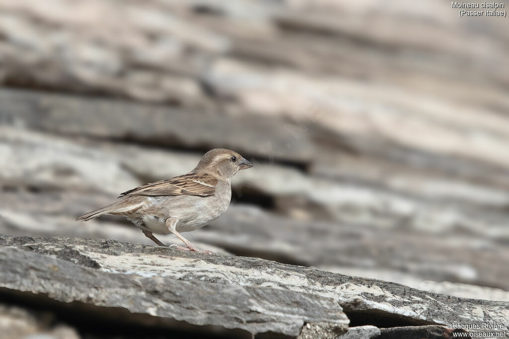 Moineau cisalpin