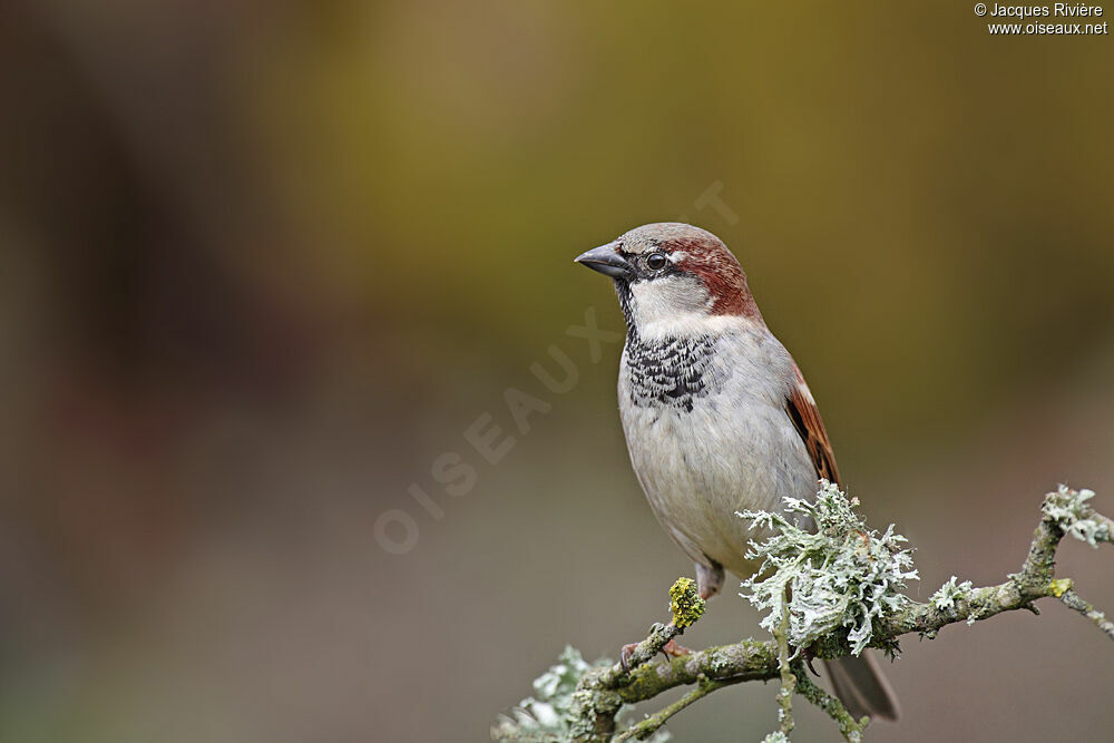 Moineau domestique mâle adulte internuptial