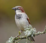 Moineau domestique