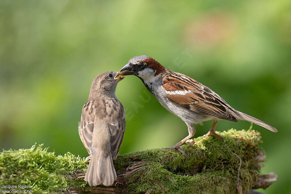 House Sparrow, Reproduction-nesting