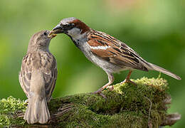 House Sparrow