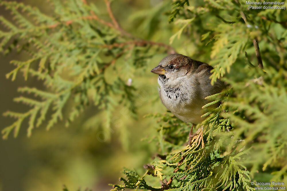 House Sparrow male First year, identification