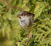 Moineau domestique