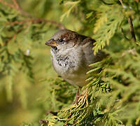 Moineau domestique