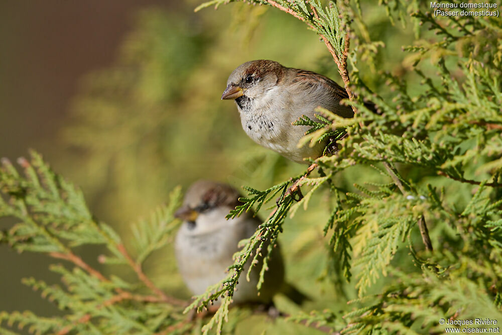 House Sparrow male First year