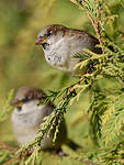 Moineau domestique