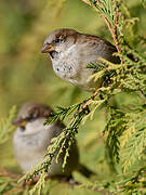 House Sparrow