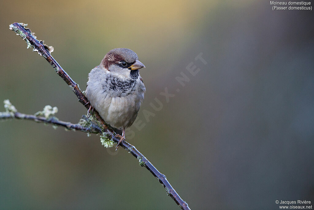 House Sparrow male adult post breeding, identification