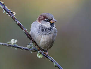 Moineau domestique