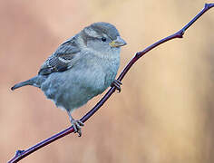 Moineau domestique