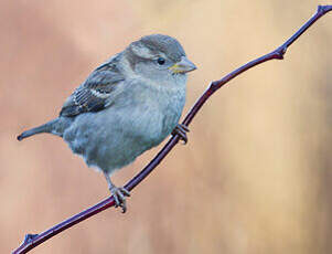 Moineau domestique