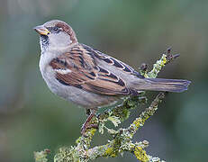 House Sparrow