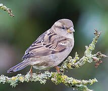 House Sparrow