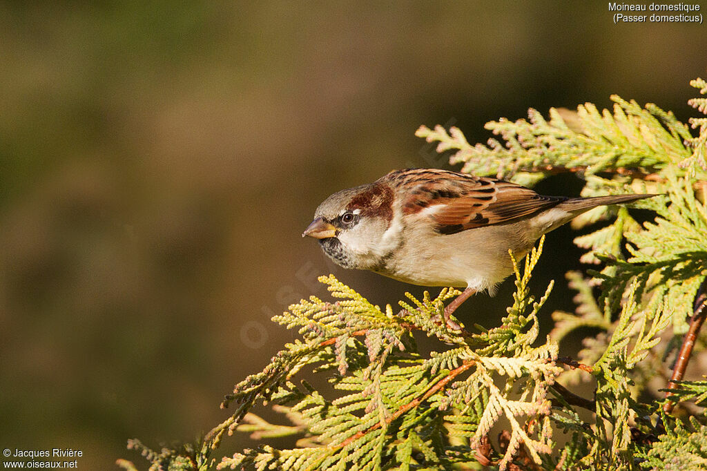 Moineau domestique mâle adulte internuptial, identification