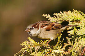 House Sparrow