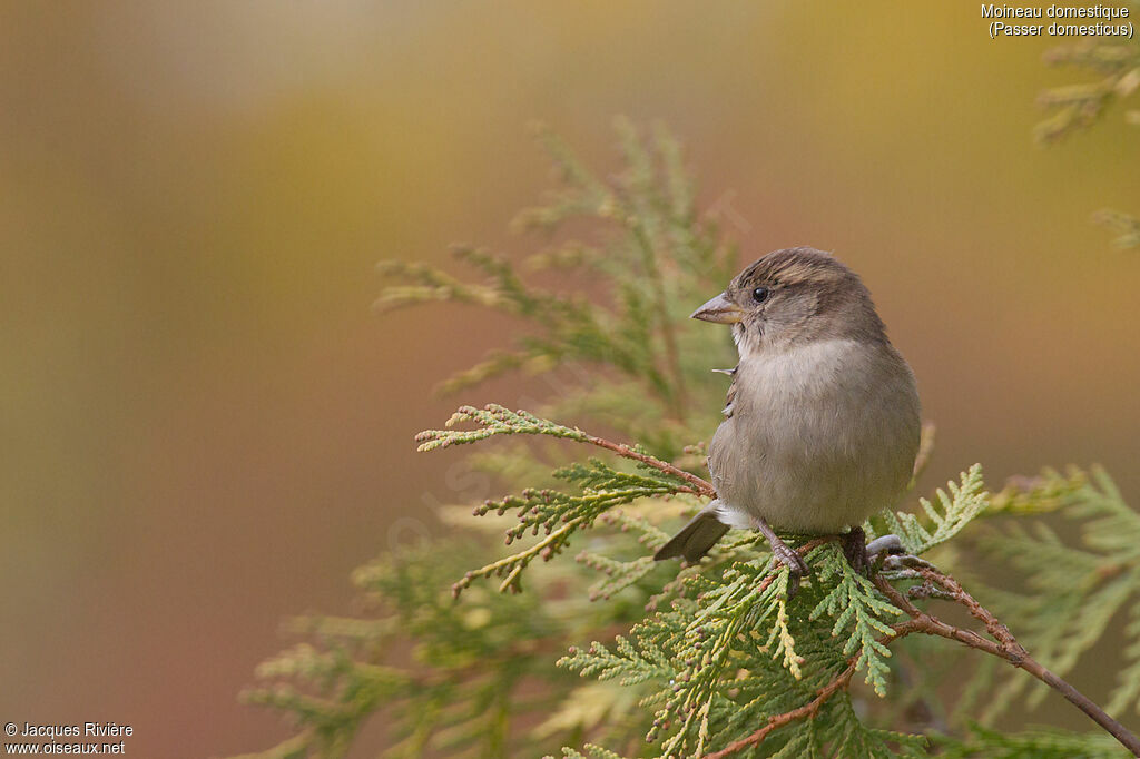 Moineau domestique femelle adulte, identification