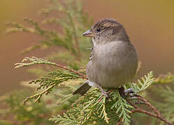 House Sparrow