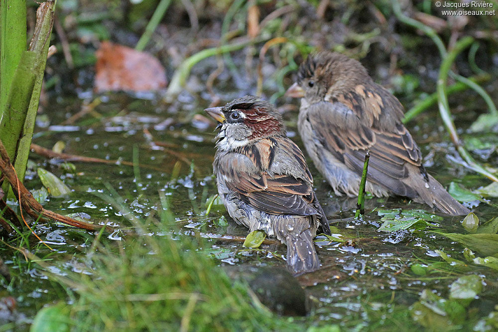 House Sparrow adult breeding, Behaviour